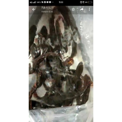 

channa bleheri 20 cm warna sudah muncul