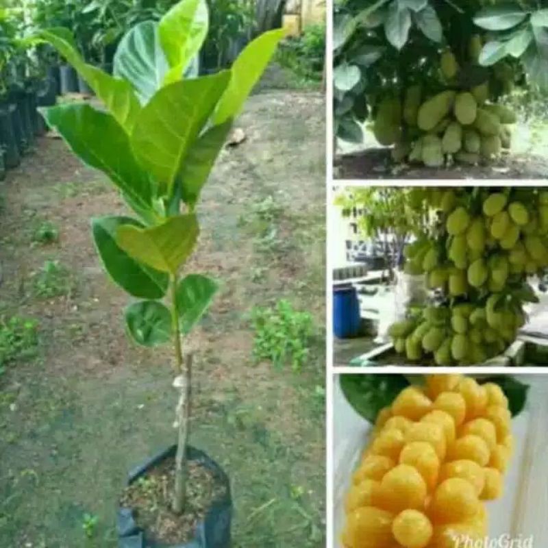 Obral bibit buah tanaman cempedak