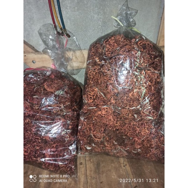 

Sarang semut papua asli 1 kg murah berkualitas