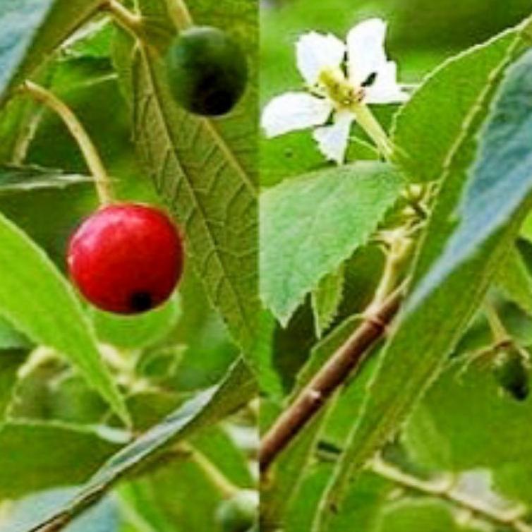 

[KODE 6A9CZ] Buah TALOK / Buah KERSEN / Jamaica Cherry