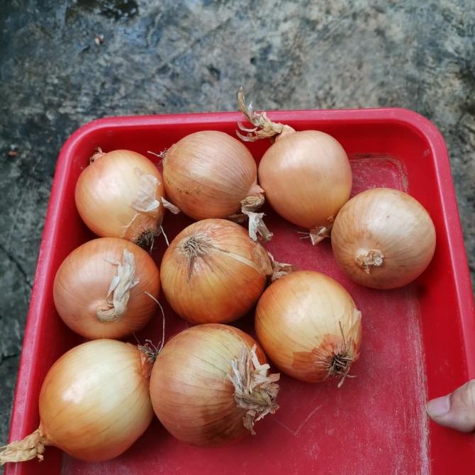 

Promo Awal tahun Bawang Bombay Promo Awal tahun