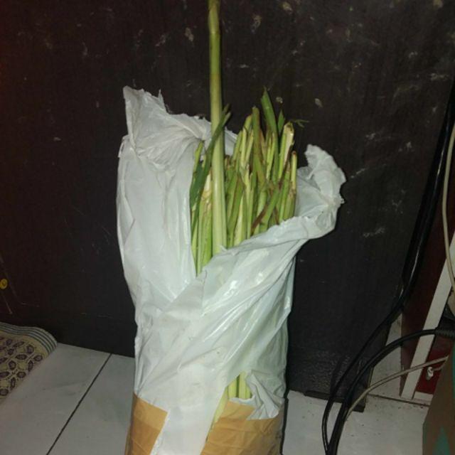 1kg Batang Serai