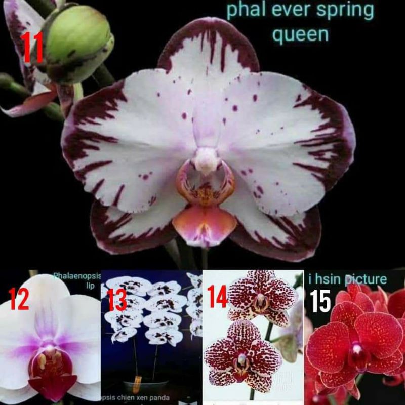 Anggrek Paket 2 Dewasa Bulan Hybrid Bonus Pupuk Growmore