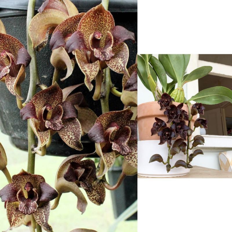Grammatophyllum Stapeliiflorum Dewasa