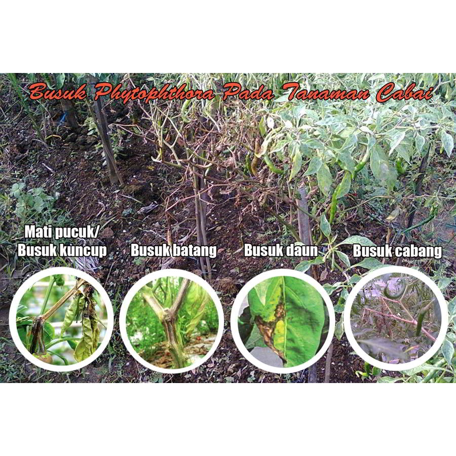Fungisida Hi Zeb 80 WP Mankozeb Obat Busuk Daun Buah Batang Akar