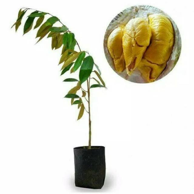 Flash Sale Bibit Durian Musangking 7bzNbguOw9jRR