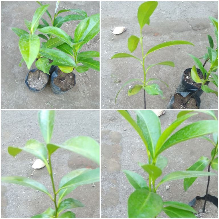 Bibit Black Sapote