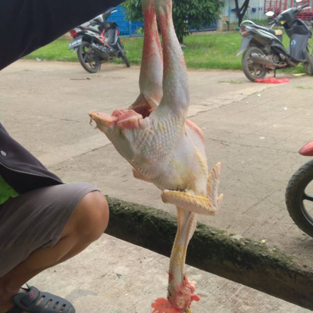 

Ayam Kampung Jago UK 1.5 ( berat hidup)