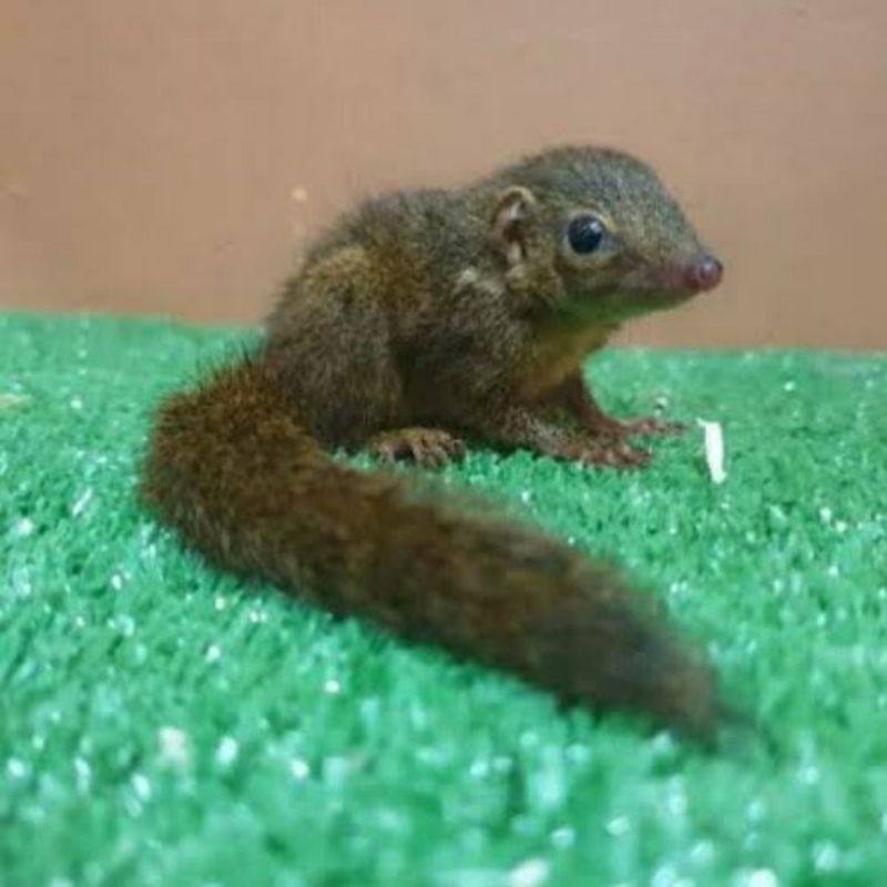 Jual Tupai Kekes Tupay kikis celemes bajing kekes