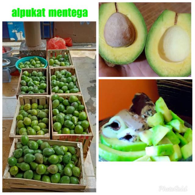 

Alpukat Mentega