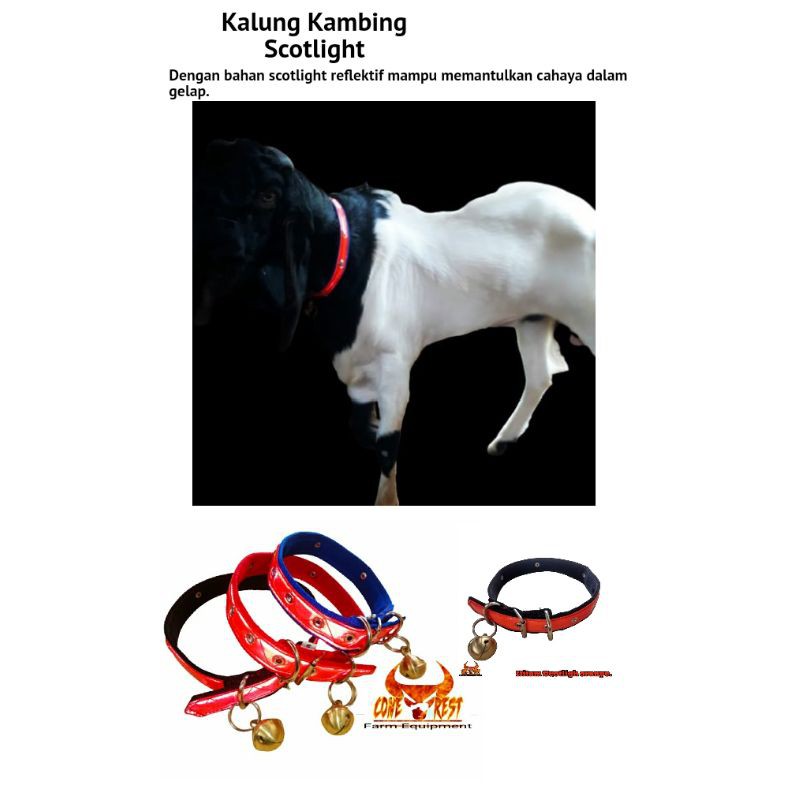 Kalung kambing scotlight lengkap lonceng