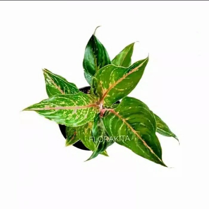 Tanaman Hias Aglonema Butterfly - Aglaonema Butterfly murah (kembang hiasan)