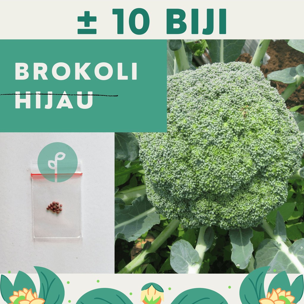 Bibit Sayuran Benih Sayur Paket Lengkap Hidroponik Kangkung Bayam Cabe Sawi Selada Terong Tomat dll-BROKOLI
