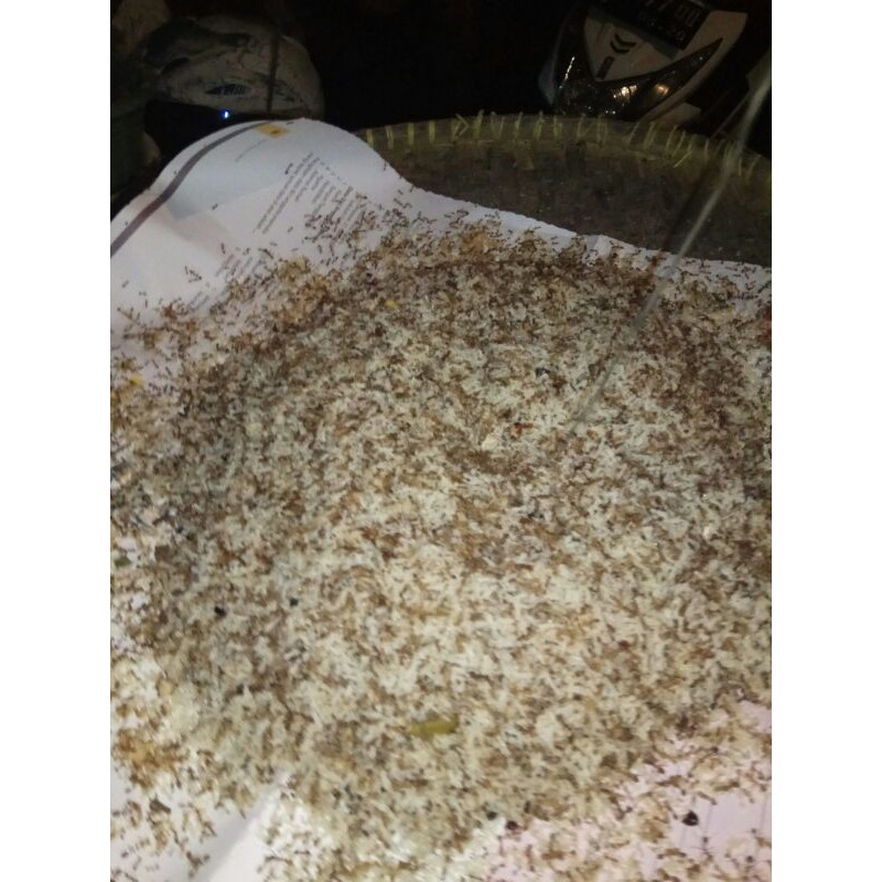 

KROTO (TELOR SEMUT RANGRANG)