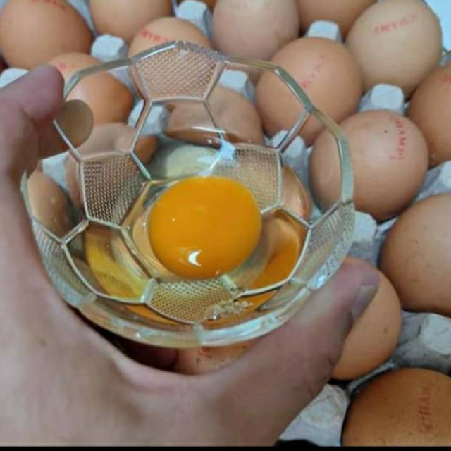 

Telur Omega