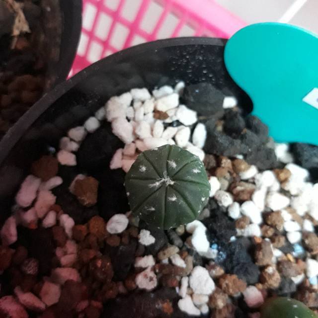 Kaktus Astrophytum Astro Asterias Asteria Ooibo Oibo Oaibo Produk 1