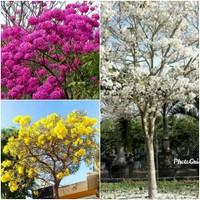 tanaman hias tabebuya