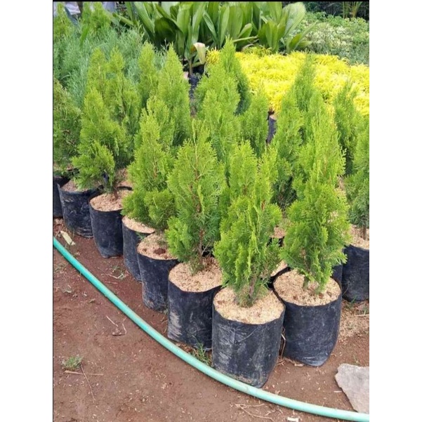 TANAMAN BONSAI CEMARA KIPAS