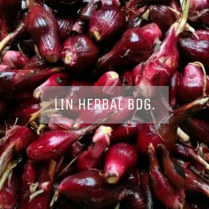 

Bawang Dayak Hutan Bawang Langka Fresh Siap Kirim 1000 Grm