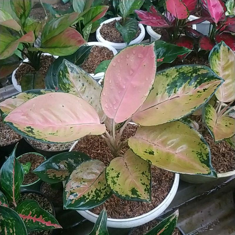 Aglaonema Sultan Brunei || Aglonema Sultan Brunei || Aglaonema SB || Aglonema SB || Aglaonema Pancaw