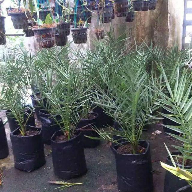 New Produck!! Pohon Kurma Azwa Jantan Dan Betina - Kl 1