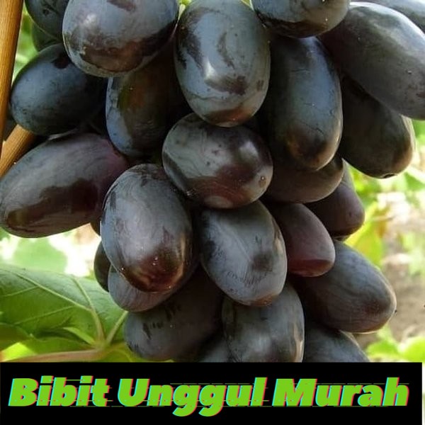 Bibit anggur import giovani Grafting