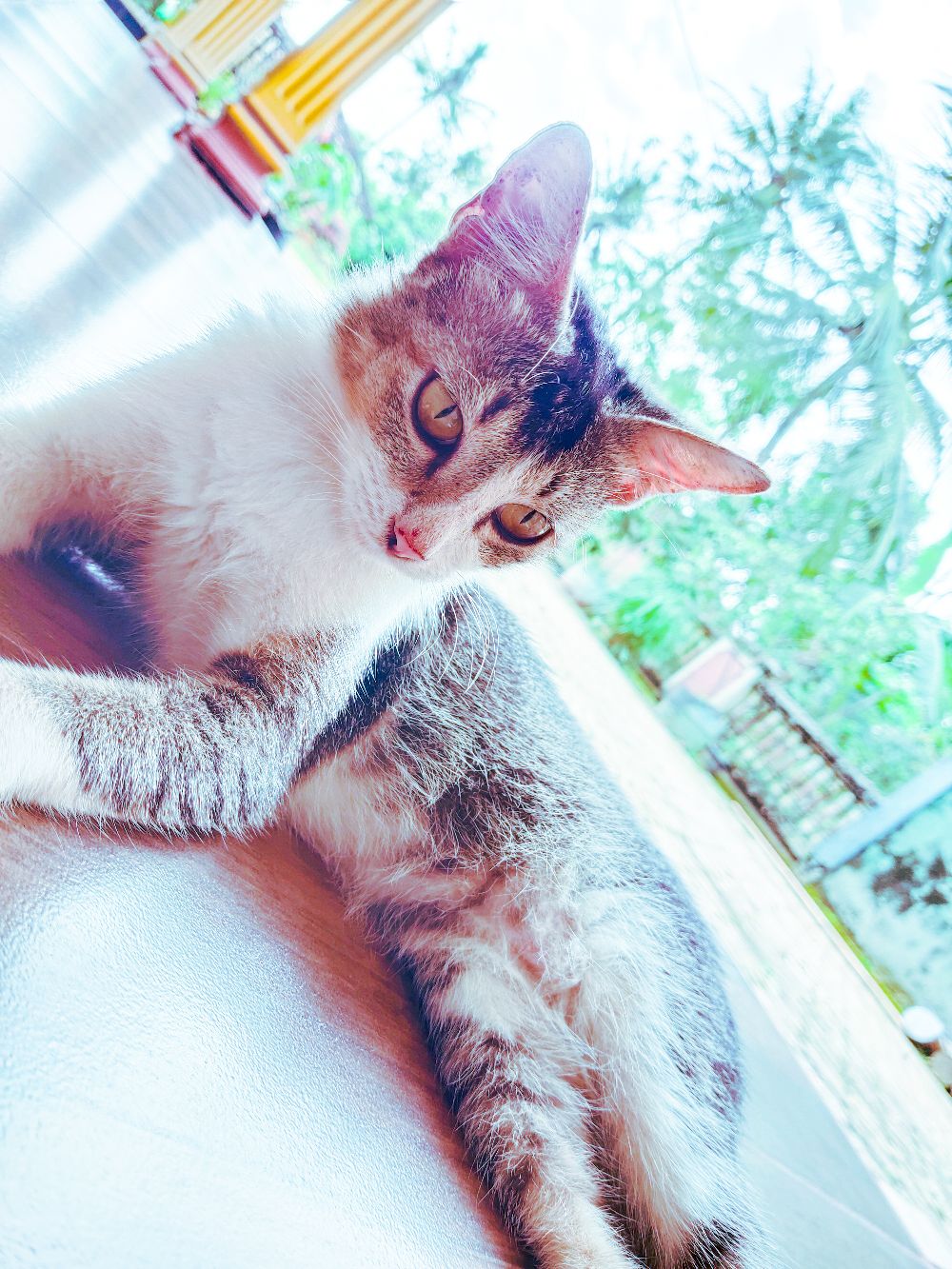 Scrapper Ss Hans 6 Hss200