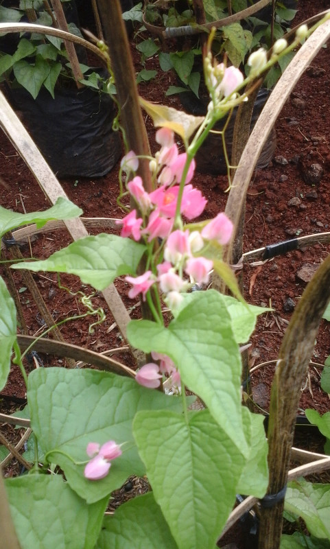 Tanaman Air mata pengantin / pohon air mata pengantin