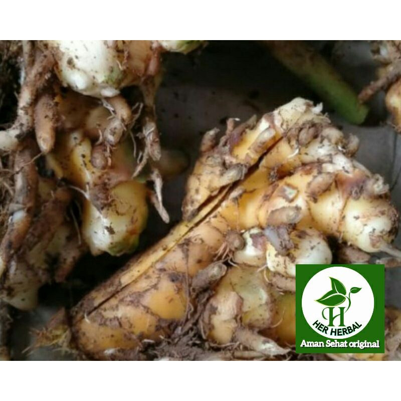 Bangle hitam atau panglai dlingo hutan