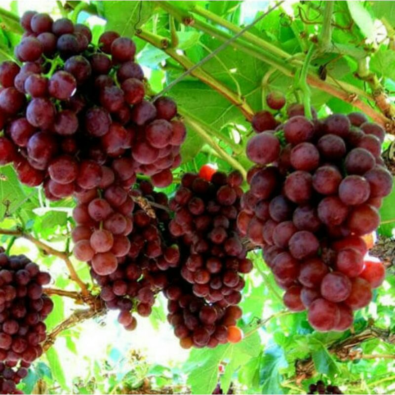 Bibit tanaman anggur merah