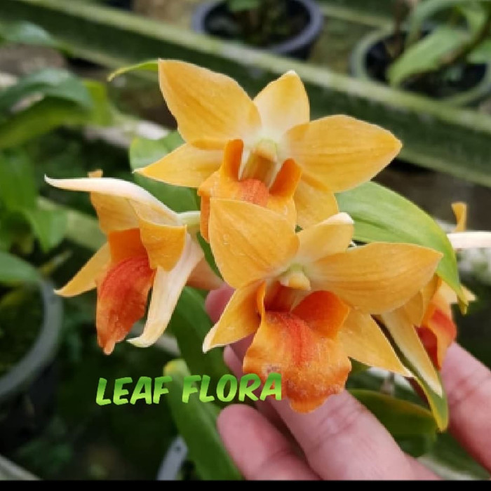 tanaman hias anggrek frosty orange