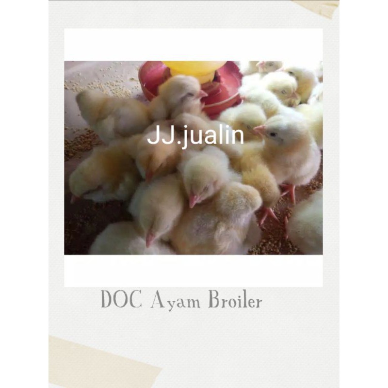 

ayam broiler - anak ayam broiler - doc broiler