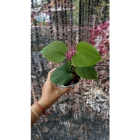 philodendron fibrae cataphyllum