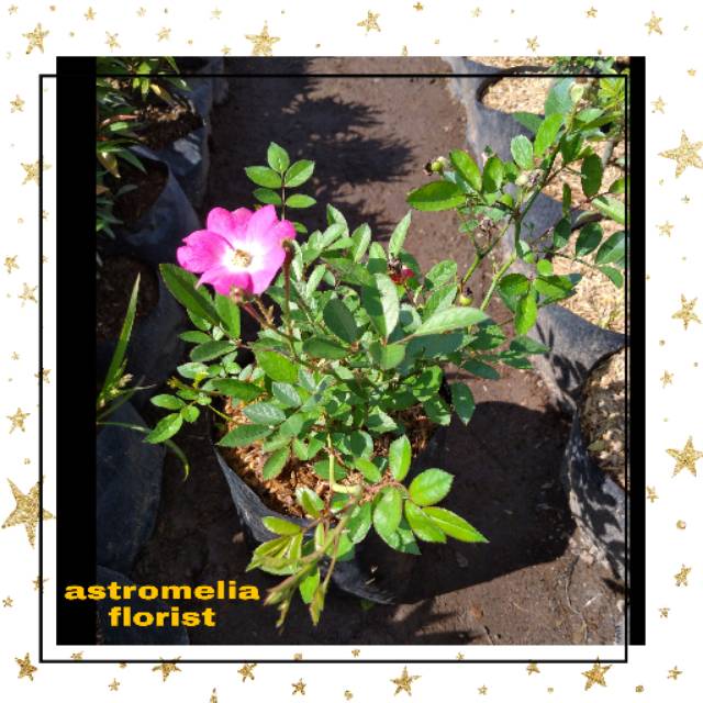 Tanaman hias "bibit bunga mawar jepang pelangi"