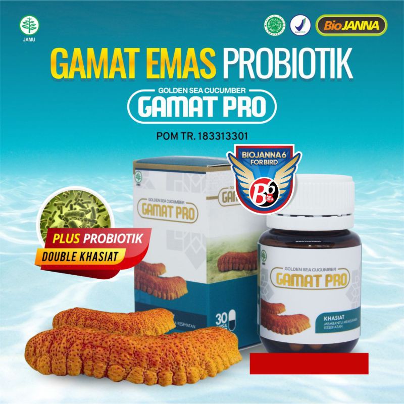 Gamat Emas | Gamat Kapsul | Kapsul Gamat Emas PLUS Probiotik