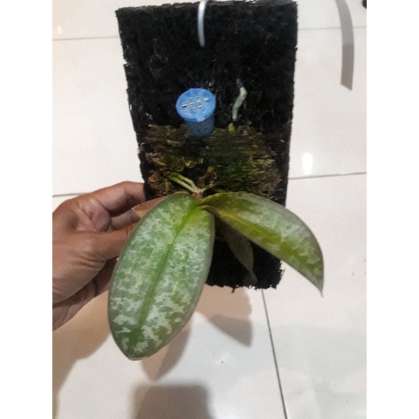 Anggrek Phalaenopsis Stuartiana sp