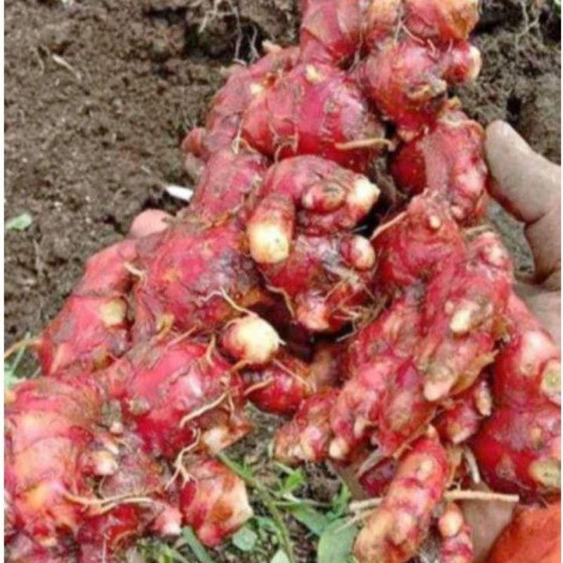 

Jahe merah 1kg
