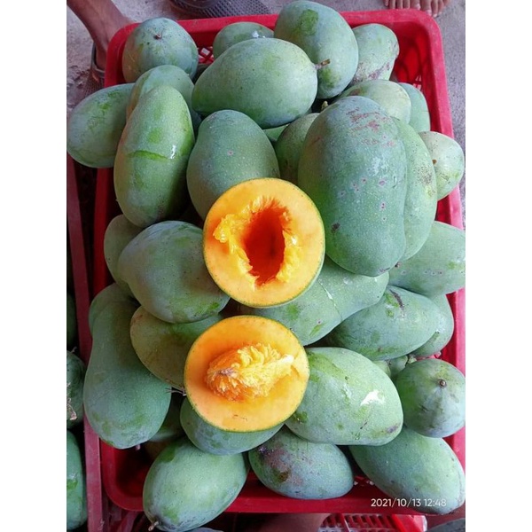 Mangga harumanis matang tua pohon 1kg