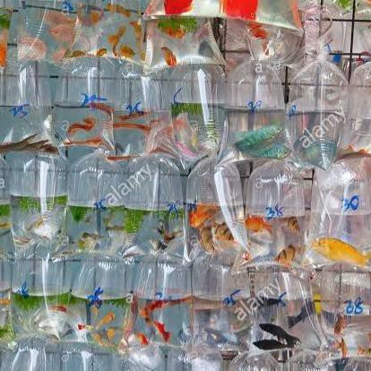 

DISKON PAKET 10 cichlid MIX RANDOM INSTAN / SAME DAY ONLY