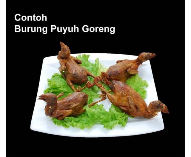 Burung Puyuh Malond Grade A Shopee Indonesia