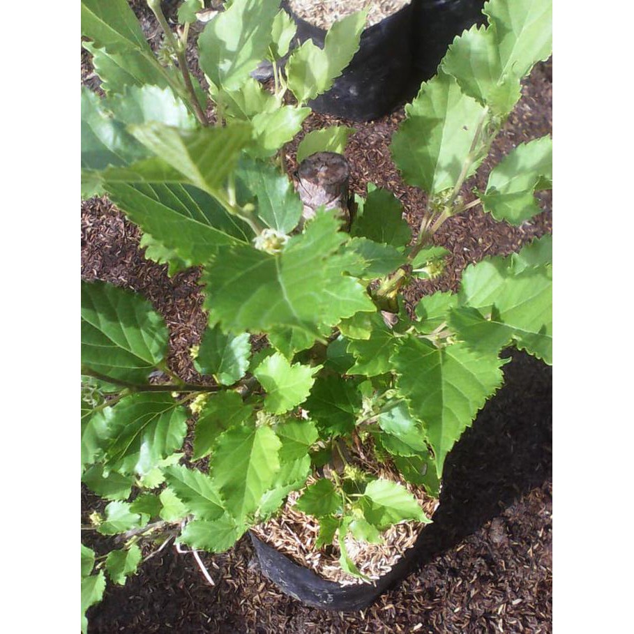 Premium Tanaman Buah Arbei $_$