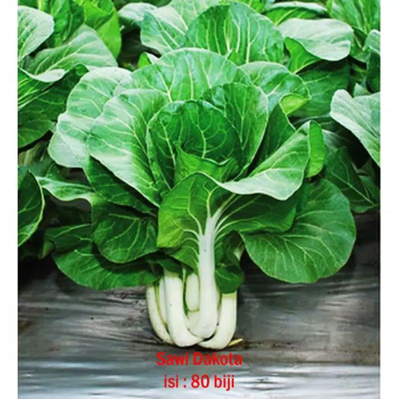 Benih Sawi DAKOTA