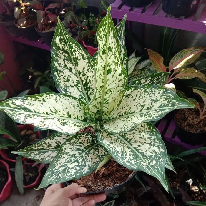 tanaman hias aglonema snowhite indukan- aglonema snow white