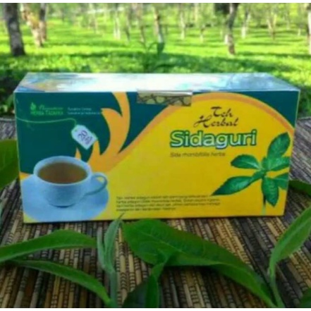 Obat herbal khasiat ampuh mengobati asam urat pegal linu nyeri sendi dengan teh sidaguri original ASLI 100% HERBAL