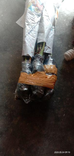 New Produck!! Pohon Kurma Azwa Jantan Dan Betina - Kl 1