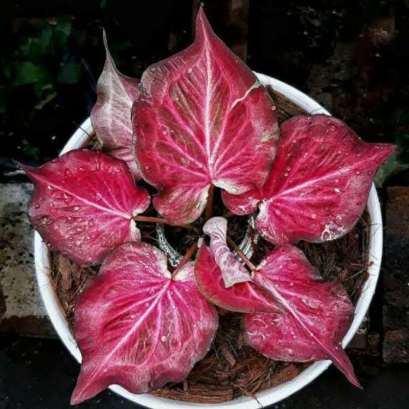 tanaman hias umbi keladi pink ramla hybrid thai keladi hias
