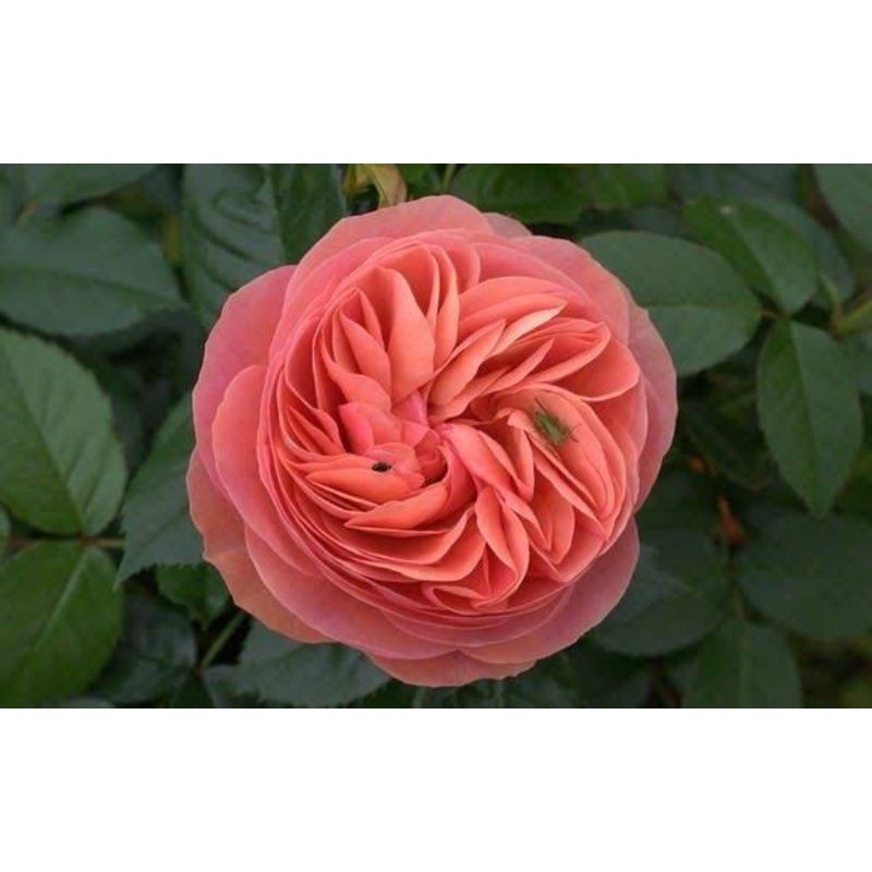 Juliet Rose (Mawar Juliet)