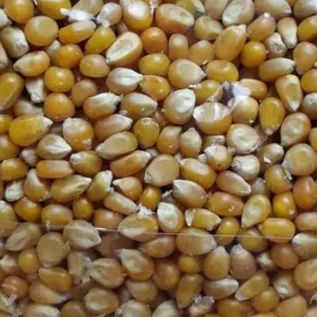 

Jagung Popcorn King Pop 1 kg