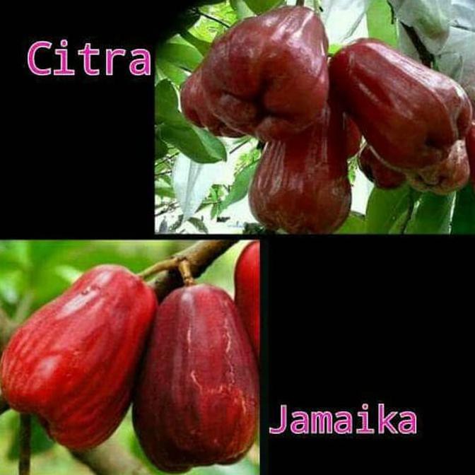 Asli Bibit Jambu Air Citra Dan Jambu Jamaika