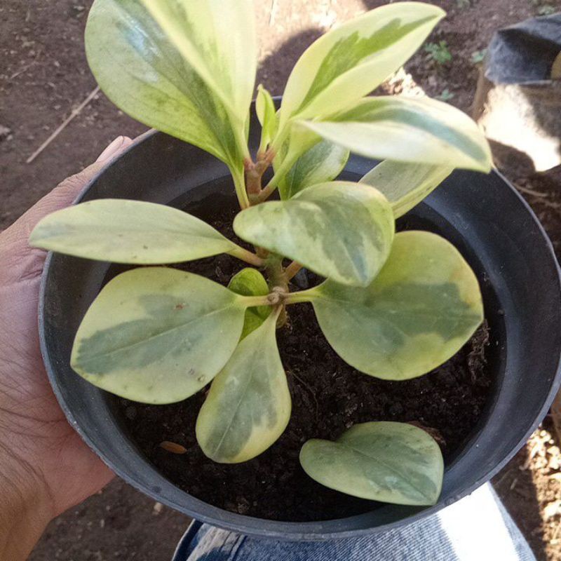 peperomia varigata